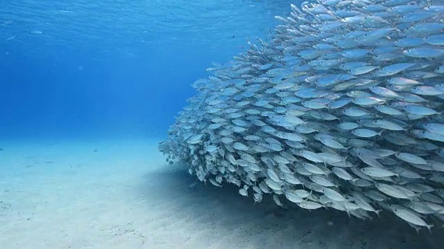 詳情圖-在庫拉索島附近加勒比海珊瑚礁的淺水中跳舞的誘餌球