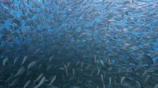 詳情圖-在庫拉索島附近加勒比海珊瑚礁的淺水中跳舞的誘餌球