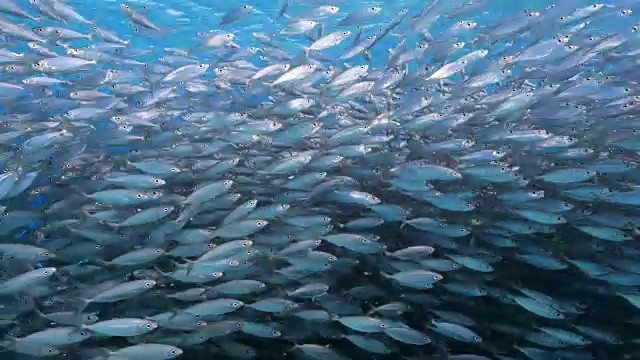 詳情圖-在庫拉索島附近加勒比海珊瑚礁的淺水中跳舞的誘餌球