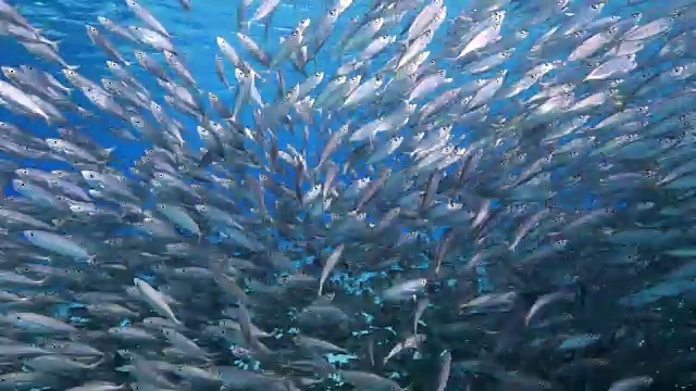 詳情圖-在庫拉索島附近加勒比海珊瑚礁的淺水中跳舞的誘餌球