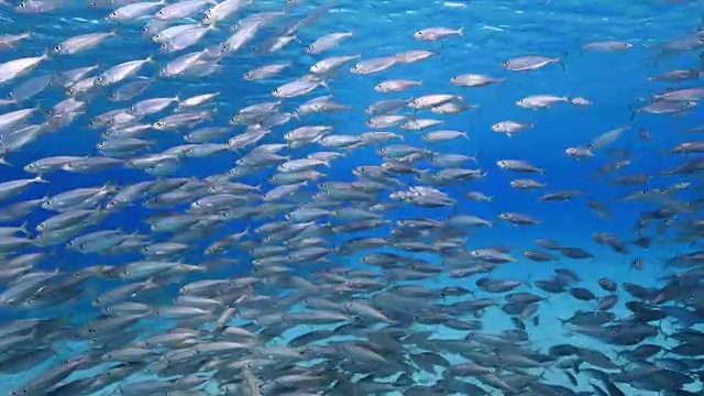 詳情圖-在庫拉索島附近加勒比海珊瑚礁的淺水中跳舞的誘餌球