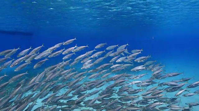 詳情圖-在庫拉索島附近加勒比海珊瑚礁的淺水中跳舞的誘餌球