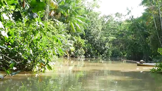 巴西贝伦杜帕拉湿地