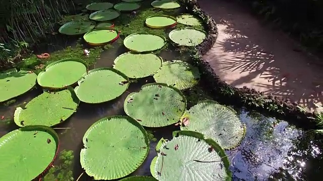 亚马逊维多利亚和维多利亚导演