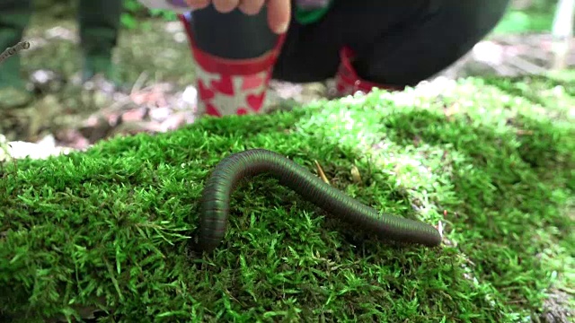 孩子捡起巨大的千足虫