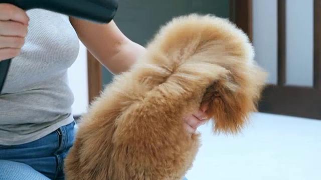 女人洗澡后用吹风机吹干狗毛。