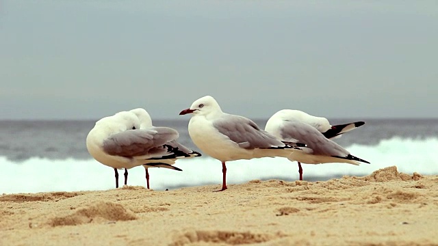 沙灘上的海鷗