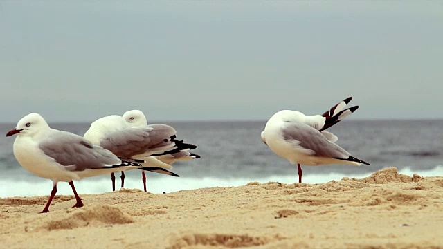 詳情圖-沙灘上的海鷗