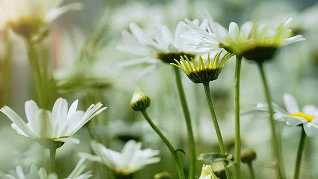 美丽的白色洋甘菊花的特写