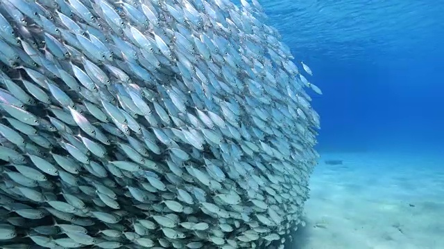 在库拉索岛附近加勒比海珊瑚礁的浅水中跳舞的诱饵球