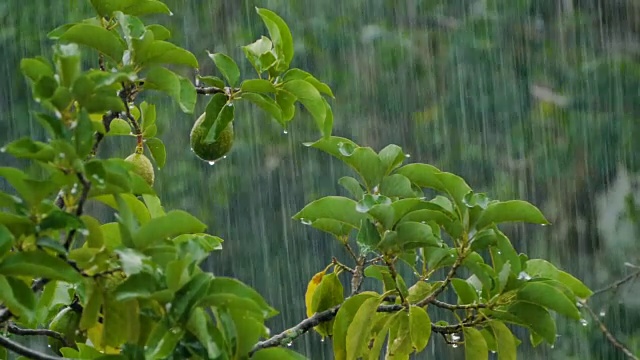 雨点落在鳄梨树上