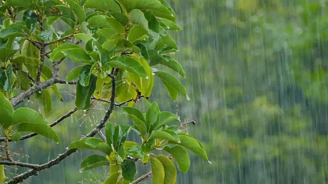 雨点落在鳄梨树上