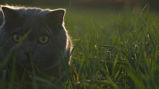 日落时分，一只英国品种的猫在公园的绿草地上散步