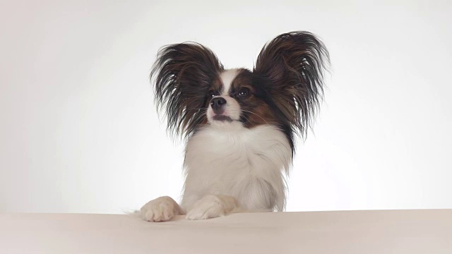 美丽的年轻的雄性狗大陆玩具猎犬蝴蝶犬在白色的背景上看近距离录像