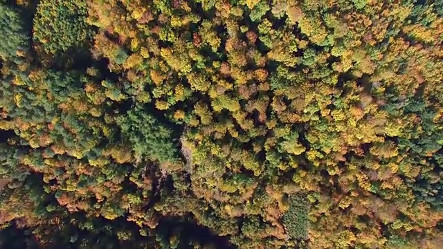 空中的秋天森林彩色树梢自上而下