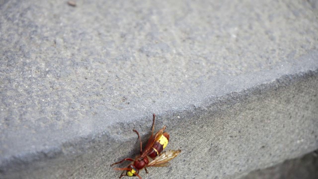 红黄蜂被隔离在石墙上