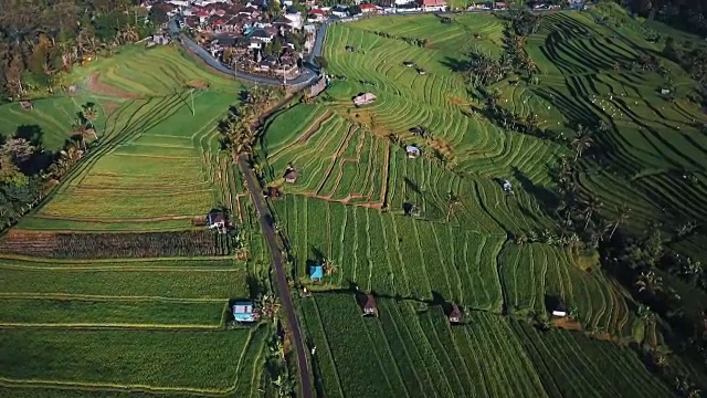 详情图-令人惊叹的水稻梯田在日出与棕榈树和蜿蜒的道路4K