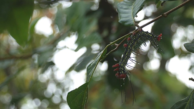 蝴蝶虫在树枝上休息