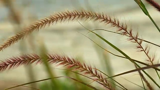 美丽的草耳尖刺在日落