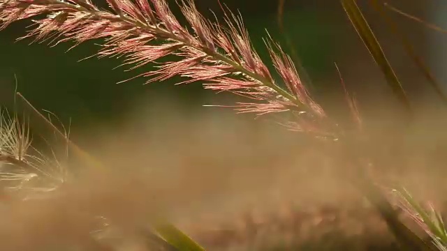 美丽的草耳尖刺在日落