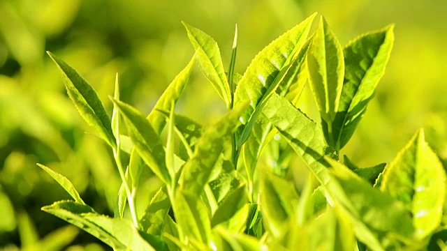 詳情圖-搖曳的綠茶