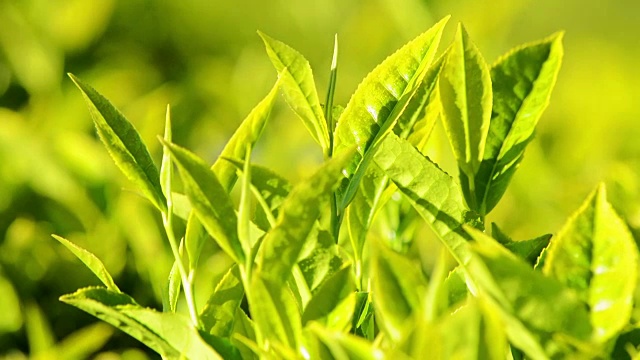 詳情圖-搖曳的綠茶