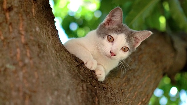树上的猫