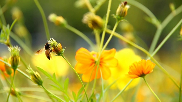 蜜蜂吃宇宙花的花粉