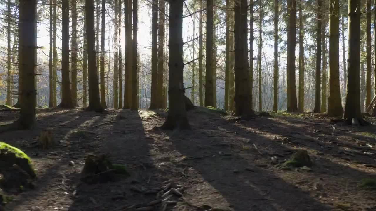 镜头沿着云杉森林中的一条小路移动