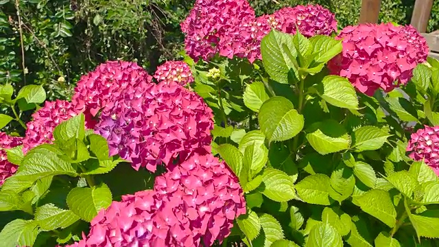 亮粉色的绣球花。