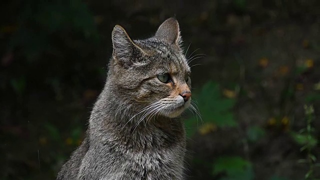 欧洲野猫特写