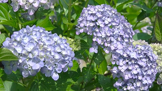 绣球花密切起来。