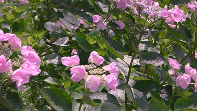 粉红色的绣球和阳光。