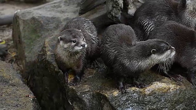 水獭在岩石上尖叫、打哈欠