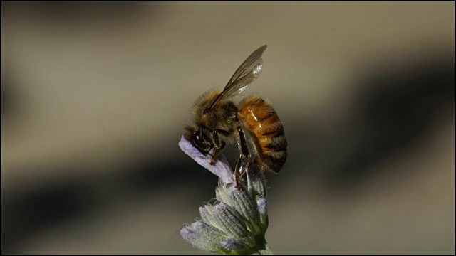 蜜蜂采集花粉