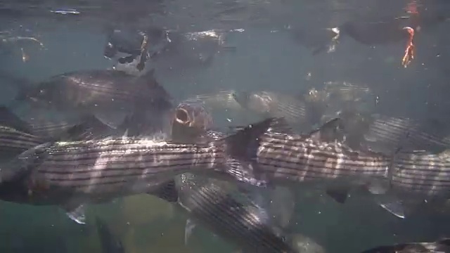 鲤鱼和条纹鲈鱼