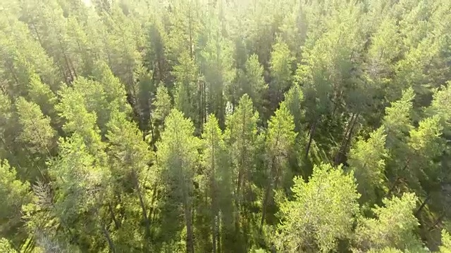 一架无人机飞过斯堪的纳维亚半岛的森林