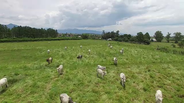 鸟瞰图奶牛在农村地区在圣保罗，巴西