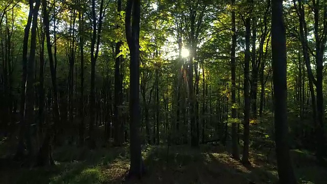 航拍山上秋天的森林树木。大自然绿色木材阳光背景。