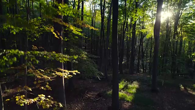 航拍山上秋天的森林树木。大自然绿色木材阳光背景。