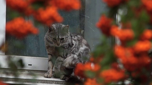 猫坐在外面的窗台上。那只猫出现在山灰树枝的缝隙里。