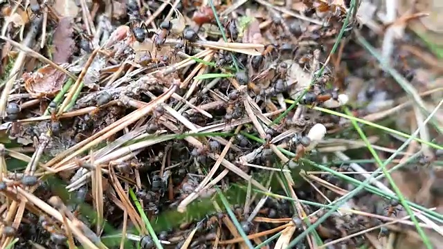 红木蚁(Formica rufa)正在筑巢。运输鸡蛋和针。