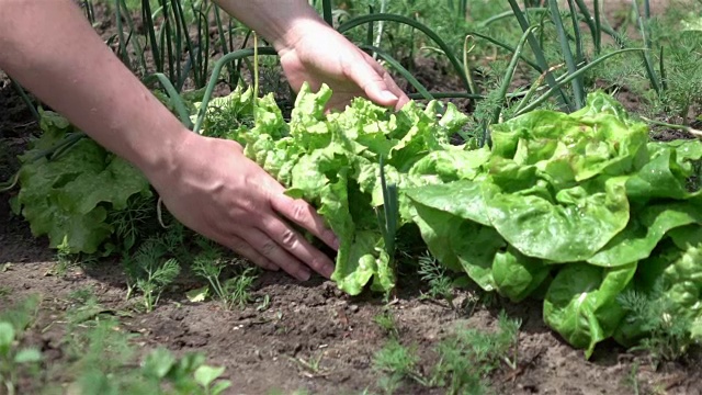 采摘生菜的慢动作视频