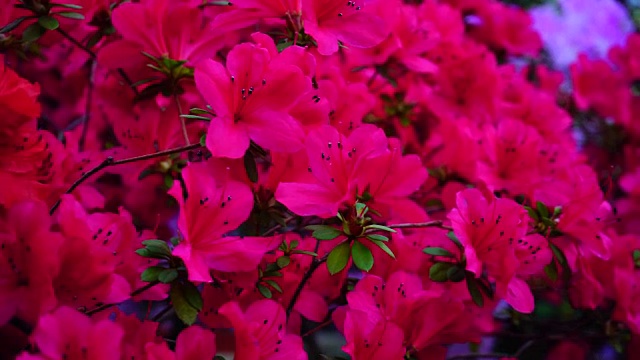 粉红色和红色的花朵在花园里盛开
