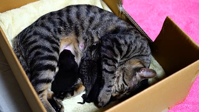 护理的小猫