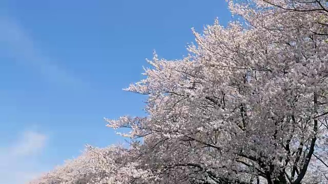 樱花盛开的风景