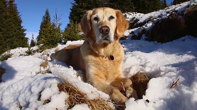 稳定的镜头拍摄金毛猎犬在雪山中奔跑和玩耍。