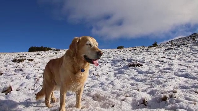 镜头稳定地拍摄了在山上奔跑的金毛猎犬。