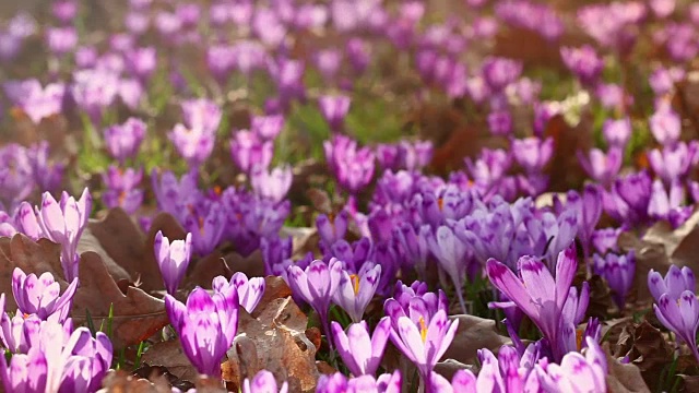 田野的野生紫番红花与橡树树山谷日落。美丽的野生春花番红花盛开在春天