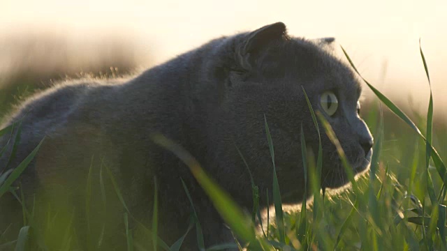 日落时分，一只英国品种的猫在公园的绿草地上散步